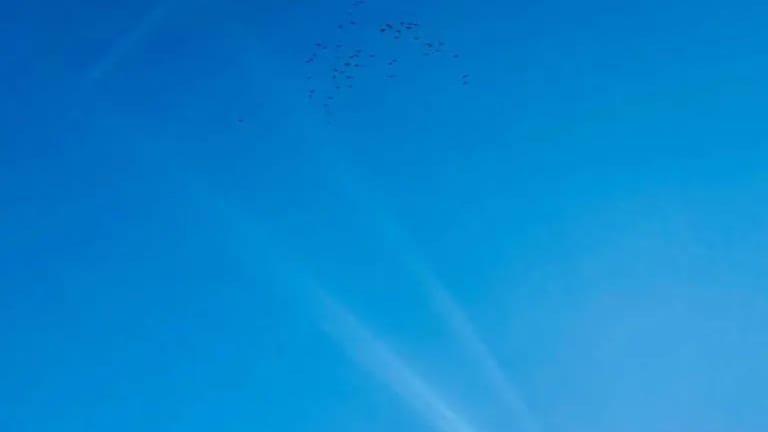 Sète : départ des oiseaux migrateurs ?