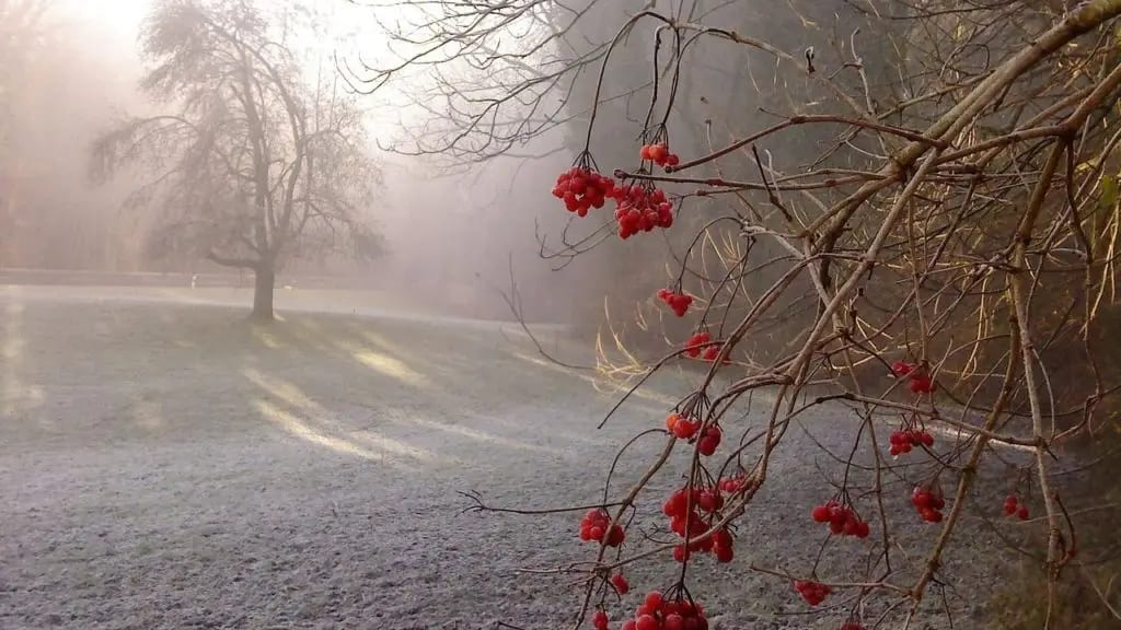 Ce dimanche : de nombreuses gelées blanches