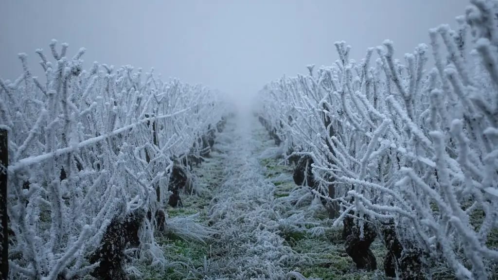 Nuit prochaine : fortes gelées à redouter, jusqu’à -7°C localement !