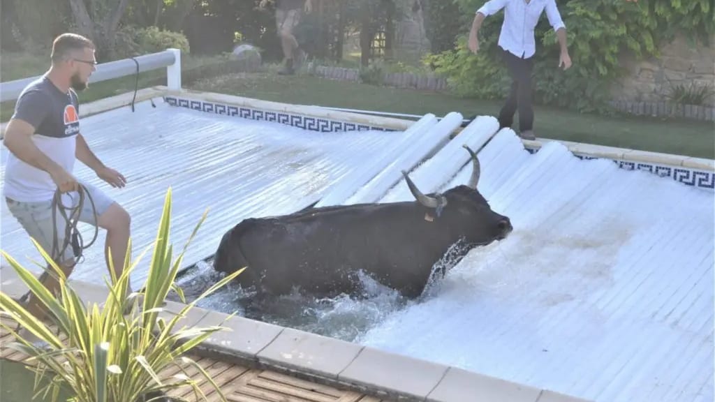 Gard : INSOLITE, un taureau termine sa course dans une piscine