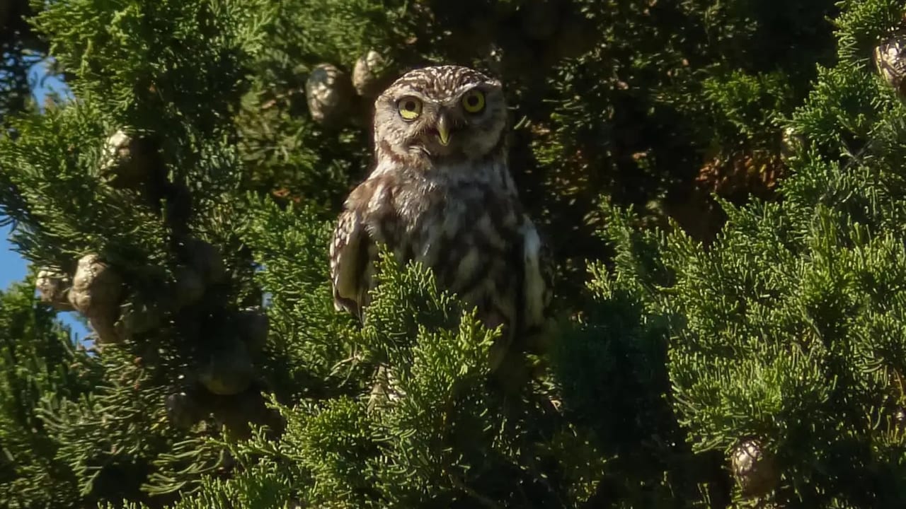 Hérault : la chouette Chevêche d’Athéna photographiée dans un jardin