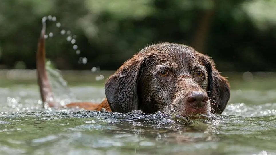 Occitanie : alerte aux  cyanobactéries après la mort d’un chien