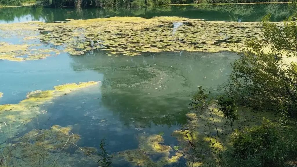 Gard : suspicion de cyanobactéries dans le Vidourle près d’Aimargues