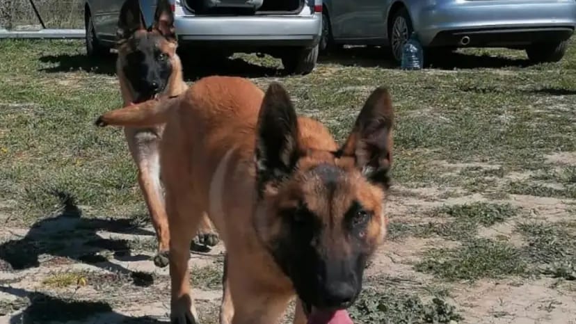 AVIS DE RECHERCHE : Le malinois Sky, chien des sapeurs-pompiers du Gard est introuvable
