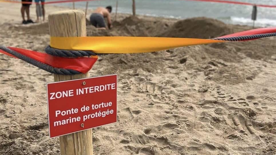Littoral : une tortue Caouanne aperçue sur une plage de Saint-Pierre la mer dans l’Aude