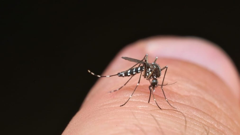 Gard & Hérault : invasion de moustiques ce vendredi soir sur le littoral