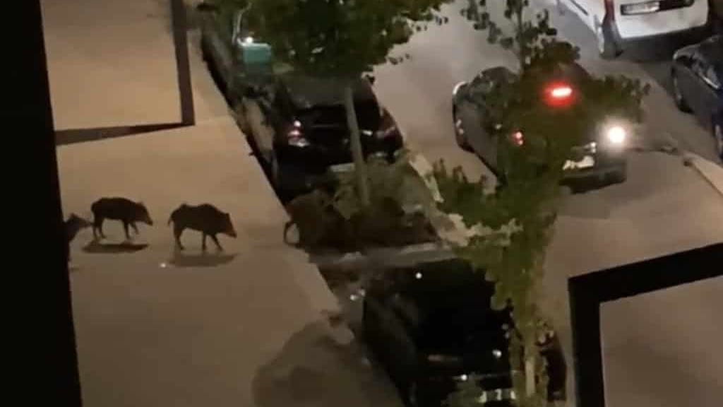 INSOLITE. Hérault : plusieurs sangliers aperçus dans Montpellier