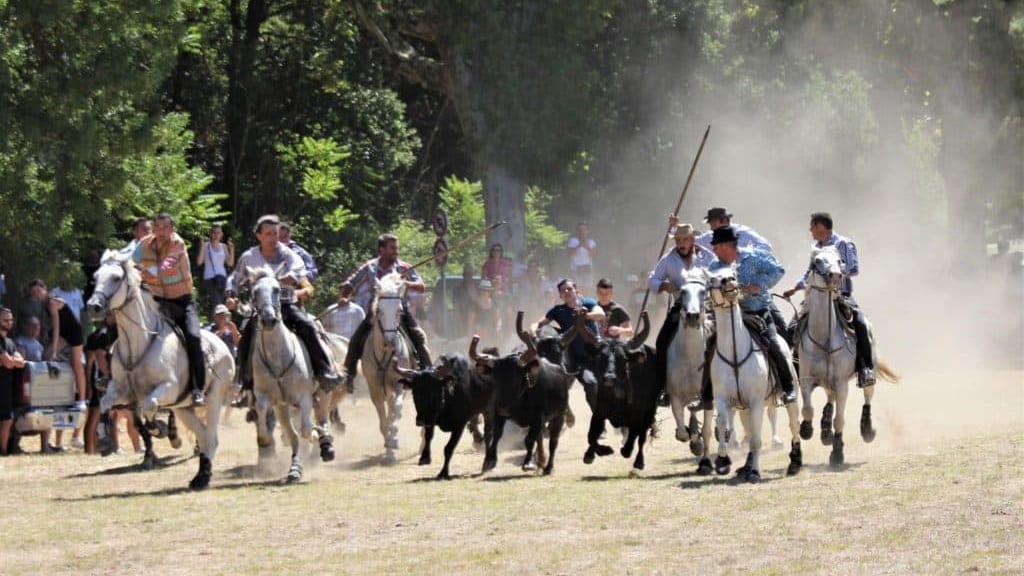 Gard. Parignargues : un programme chargé pour le week-end taurin à venir
