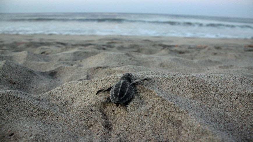 Hérault. Valras-Plage : naissance de plusieurs bébés tortues !
