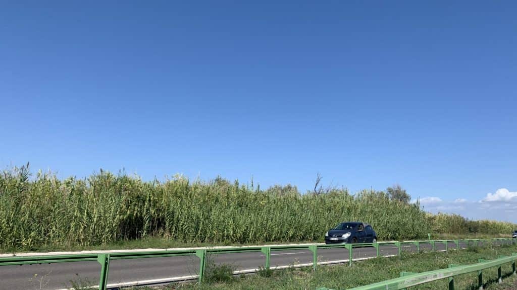 Au sud de Montpellier : les sangliers régulièrement percutés sur la voie rapide entre Carnon et Pérols