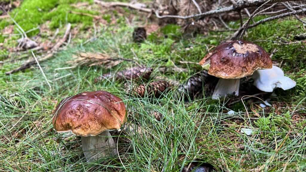 Lozère & Cévennes : les cèpes sont de sortie, découvrez les lieux où les trouver !