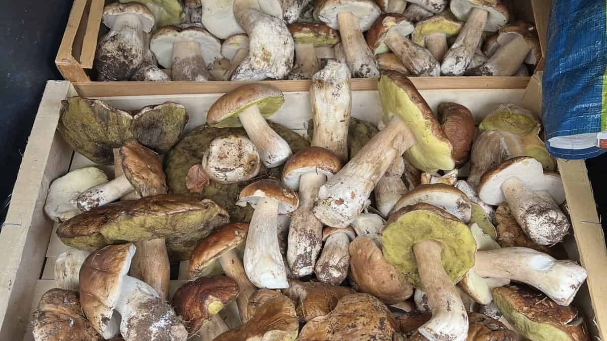 Cueillette de champignons : limitée à 10 kg par jour et par personne en Lozère !