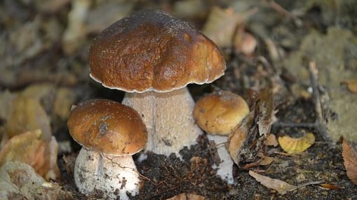 Lozère : la sortie de cèpes commence à s’estomper doucement
