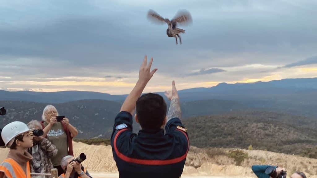 Hérault : un hibou Grand-duc remis en liberté par les pompiers
