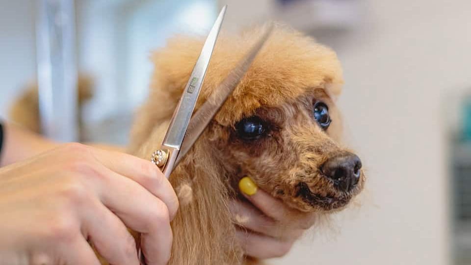 Alès : un nouveau salon de toilettage pour chiens vient d’ouvrir ses portes