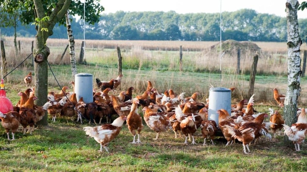 Influenza aviaire : élévation du niveau de risque et renforcement des mesures dans l’Hérault