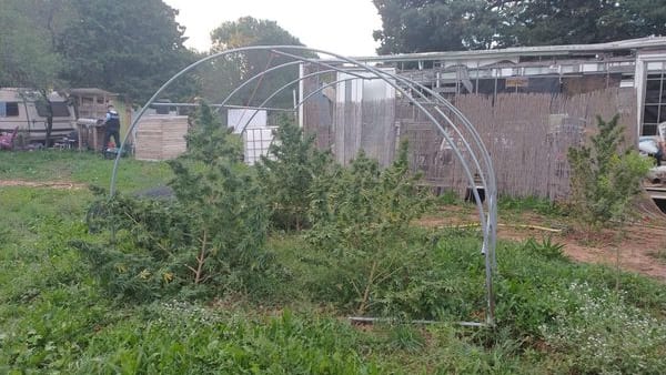 Gard : les gendarmes découvrent des pieds de cannabis près de Manduel