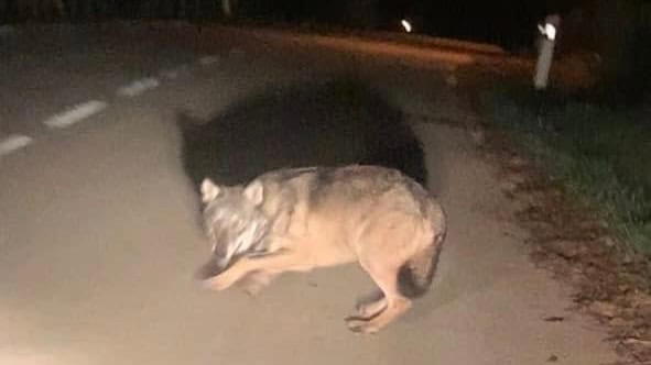 Lozère : un loup photographié la nuit dernière près de Florac