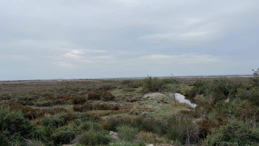 Hérault. Étang de l’Or : plus de 6 millions d’euros investis pour préserver cet écrin de nature