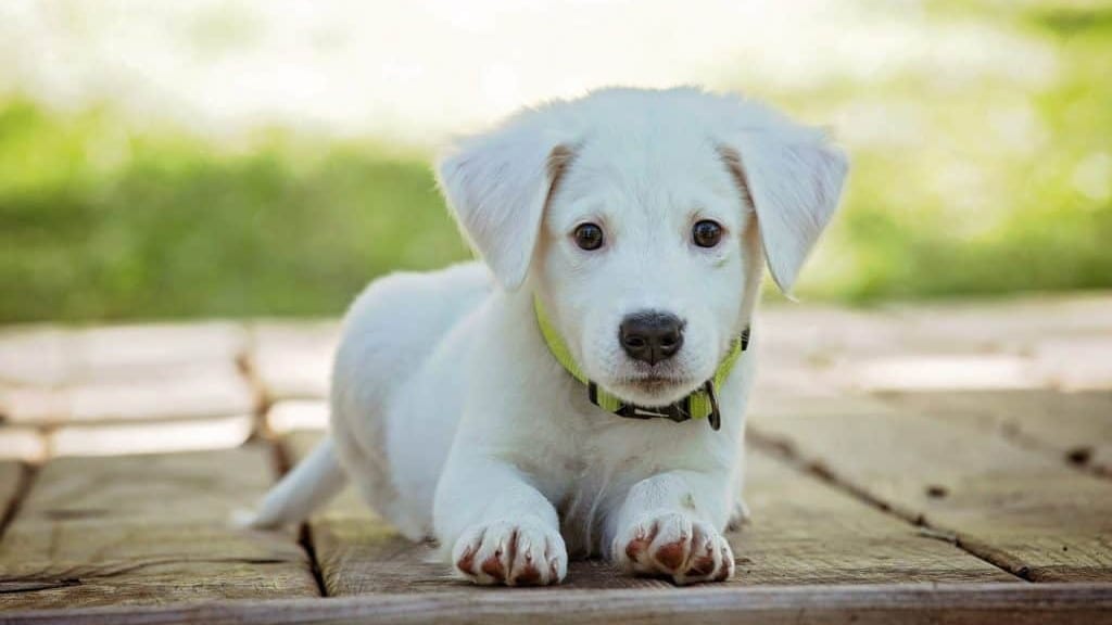 Animaux de compagnie : un certificat d’engagement désormais obligatoire pour pouvoir adopter