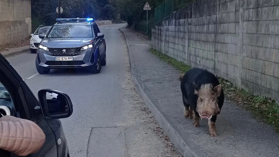 Gard. Insolite : un gros cochon escorté par la police