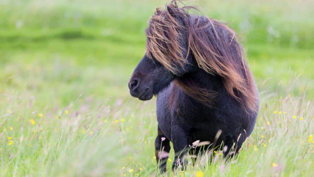 Occitanie  : un poney retrouvé mort d’une balle dans le ventre