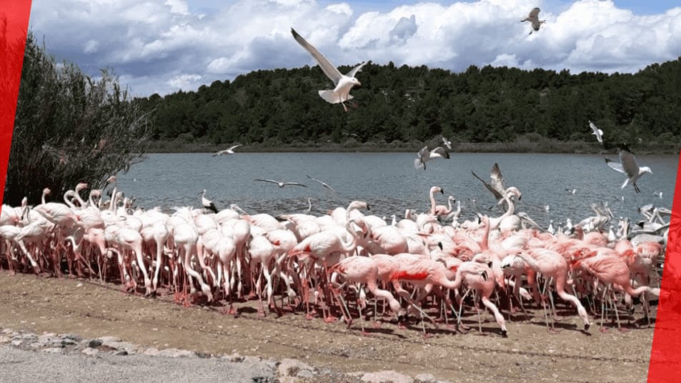 Grippe aviaire : la réserve Africaine de Sigean touchée, le parc ferme ses portes pour 6 semaines