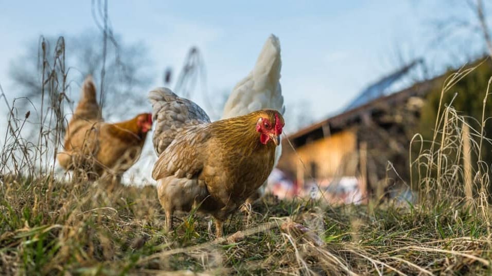 Gard: la Préfecture confirme la présence de la grippe aviaire dans le département