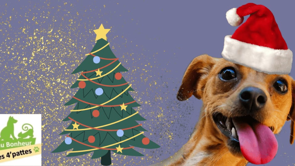 Nîmes : le Refuge Au bonheur des 4’pattes organise le Noël des animaux le 4 décembre