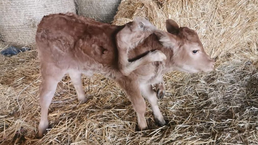 Occitanie : un veau est né avec 6 pattes dans le département de l’Aveyron