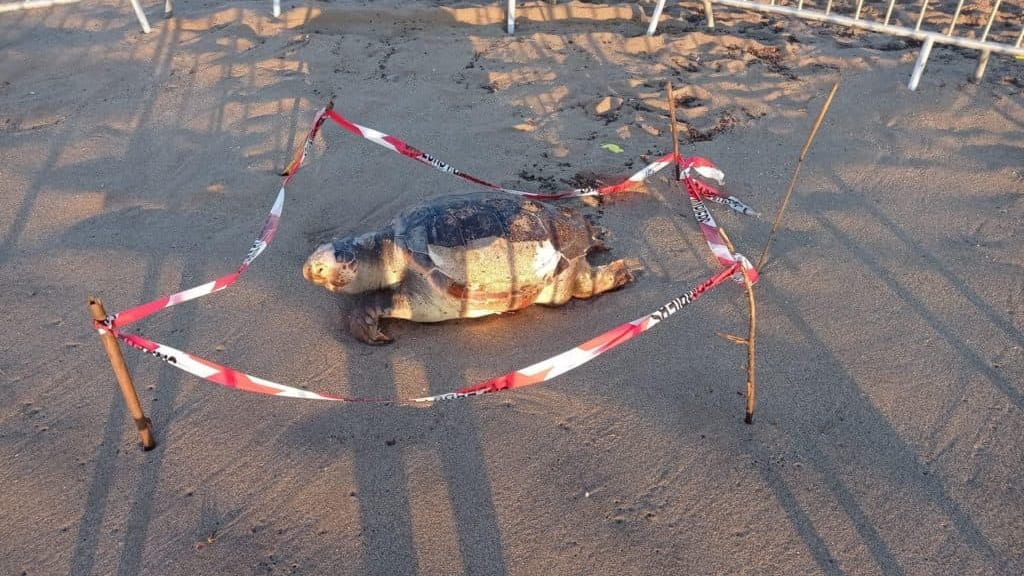 Hérault : une tortue Caouanne retrouvée morte sur une plage du littoral