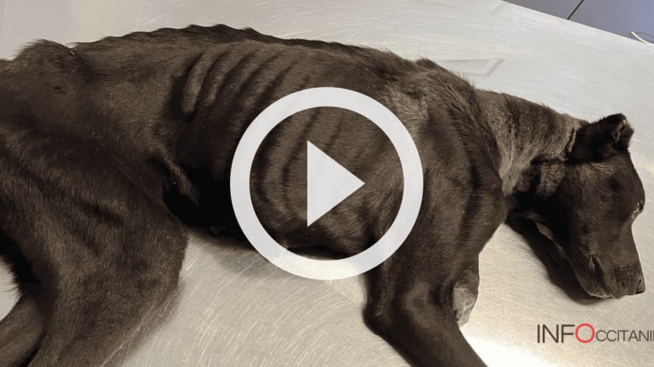 Gard : acte de cruauté envers un chien retrouvé avec les deux oreilles coupées