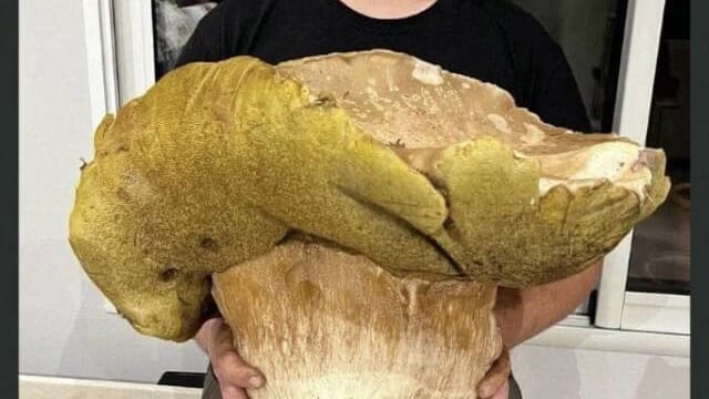 Insolite : un énorme cèpe de près de 5 kg trouvé en Gironde