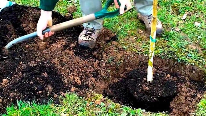 Hérault : des milliers d’arbres sont replantés chaque année par le département sur le bord des routes