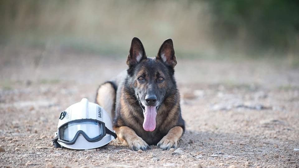 Gard : Dojo, le chien des sapeurs-pompiers, est décédé