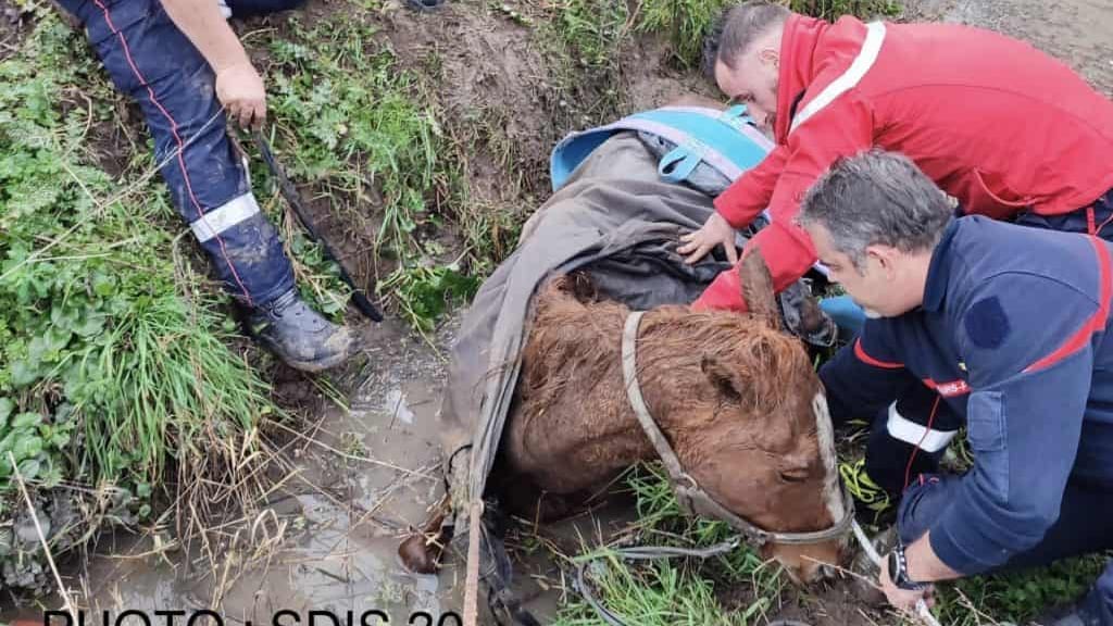 Nîmes : sauvetage d’un cheval enlisé dans un ruisseau