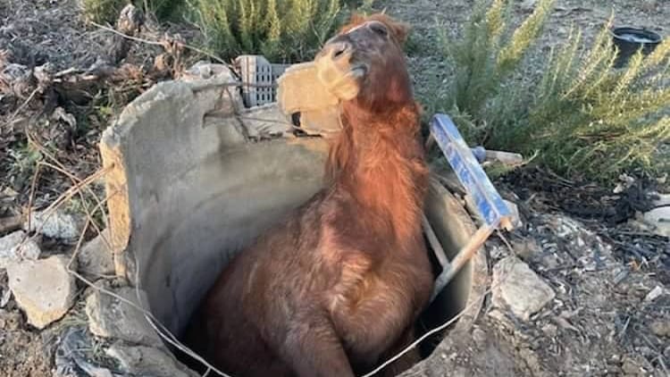 Gard : les sapeurs-pompiers sauvent un cheval tombé dans un puits