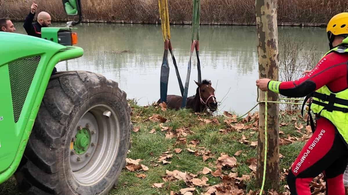 Hérault : les pompiers sauvent un cheval dans le Canal du Midi