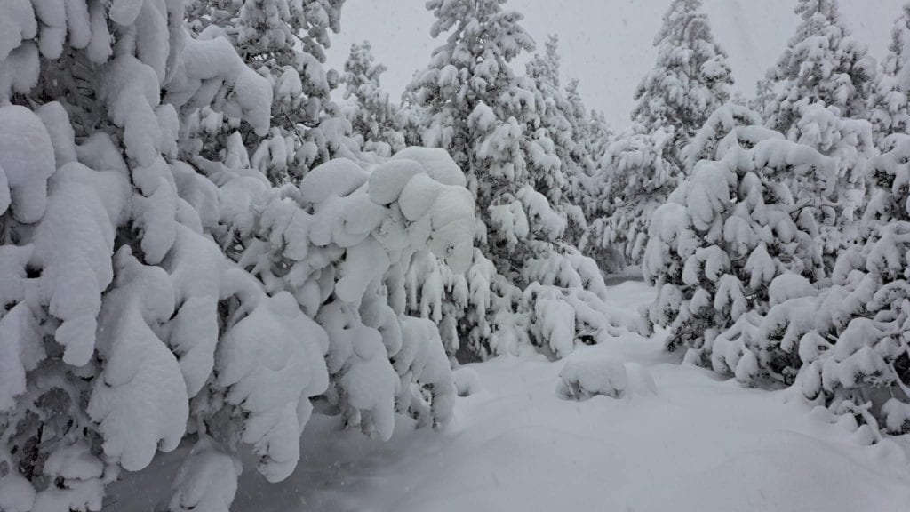 Mont-Lozère : les paysages sous plus de 40 cm de neige ce dimanche