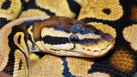 Gard : les sapeurs-pompiers interviennent pour capturer un python dans les WC