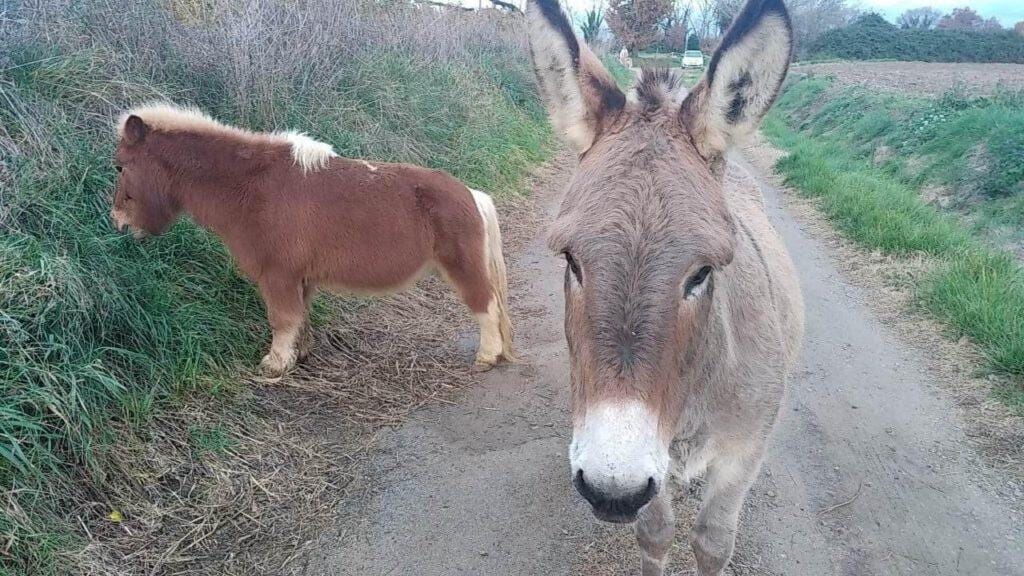 Hérault : un âne et un poney recherchent leur propriétaire à Mudaison