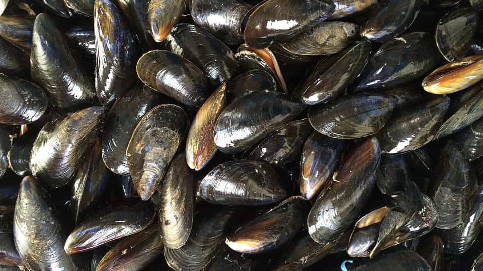Hérault : le Préfet interdit récolte et consommation des huîtres, moules et palourdes de l’étang de Thau