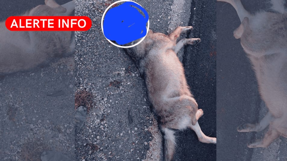 La Grande Motte : un loup retrouvé mort sur la voie rapide