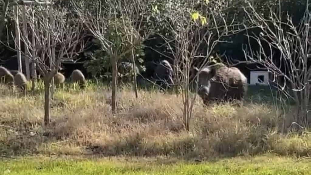Montpellier : un troupeau de 10 sangliers déambule à la Mosson ce mardi matin