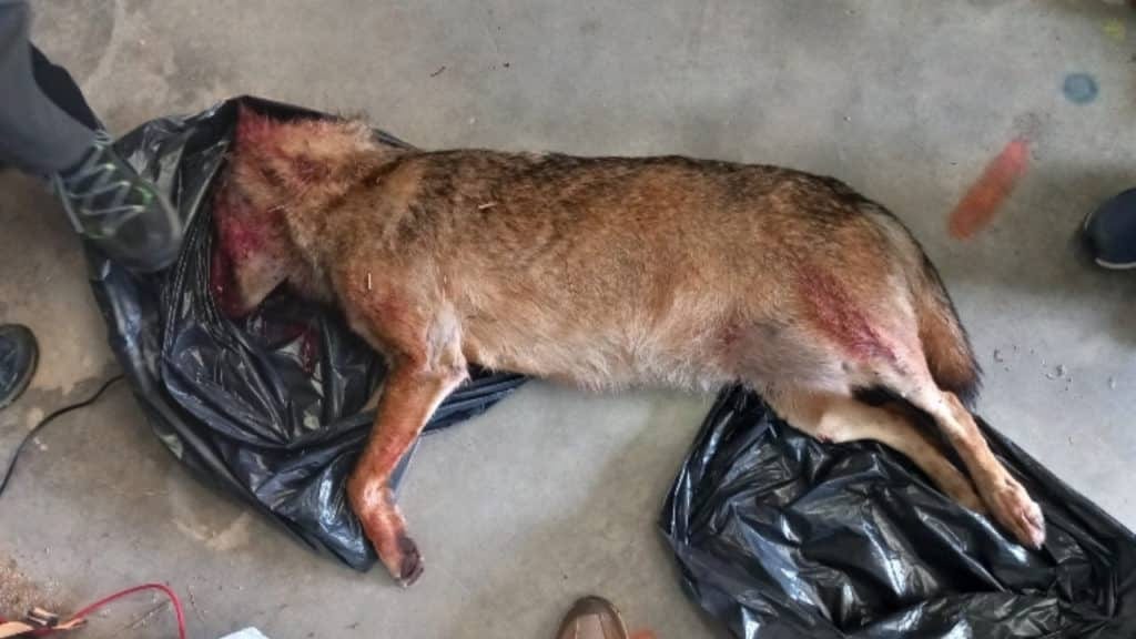 Loup tué à La Grande Motte : la préfecture confirme bel et bien qu’il s’agissait d’un loup