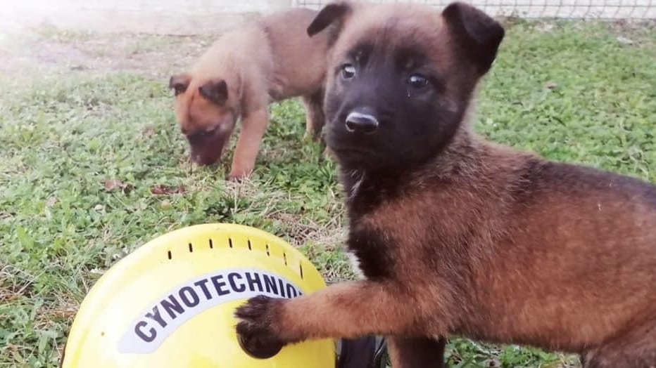 Gard : les sapeurs-pompiers cherchent le nom de leur nouveau chien