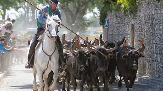 Traditions : un grand rassemblement pour soutenir la Bouvine organisé à Montpellier