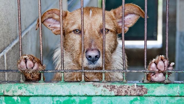Gard : deux chiennes maltraitées par leur maître sur le point de lui être restituées ?
