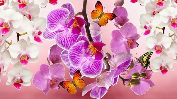Gard : le 21ème Salon international d’Orchidées aura lieu du 3 au 5 février 2023 à Vergèze