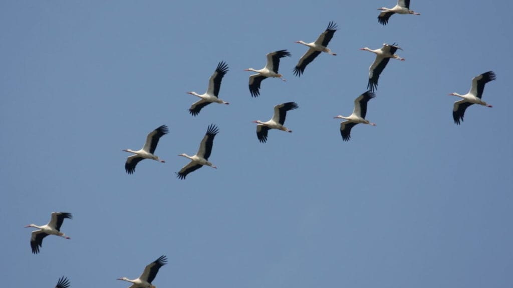 Nature : des dizaines d’oiseaux migrateurs observés au-dessus de Lunel